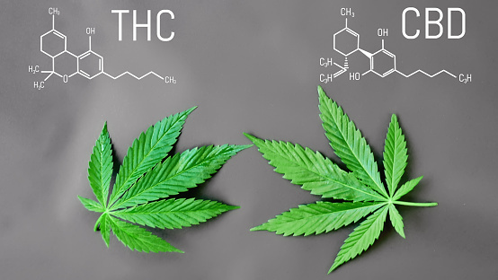 THC and CBD molecular structures above cannabis leaves
